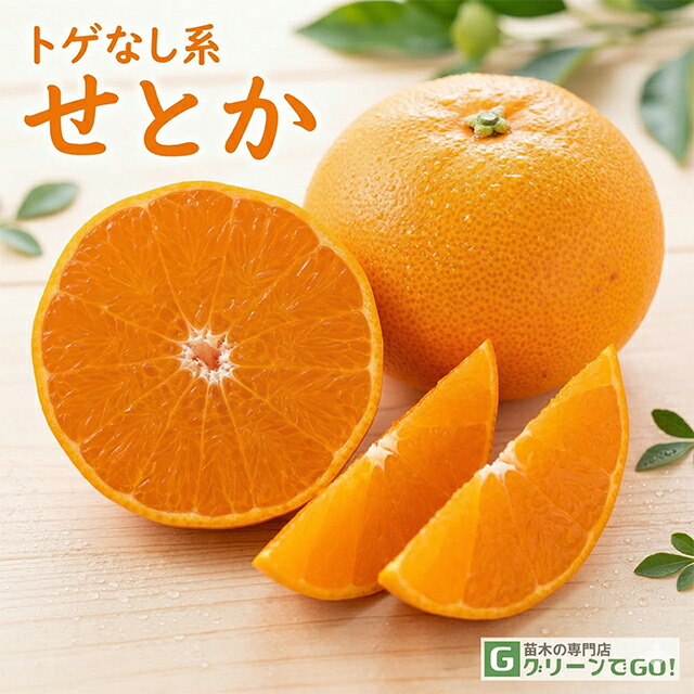 苗木 3年生」の人気商品一覧 | 安い商品を通販サイトから探す - 価格.com