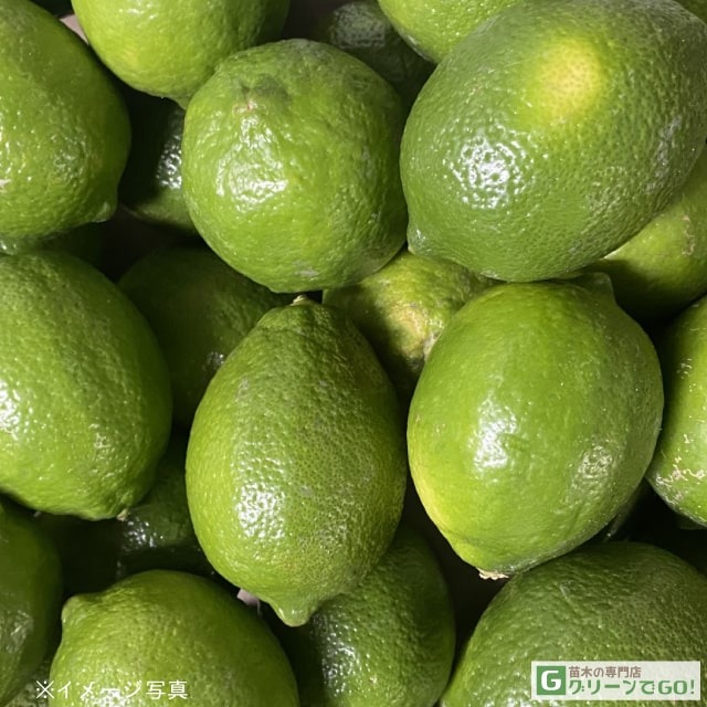 楽天市場】レモン 苗木 【香水レモン】 3年生 接ぎ木 約1.0m 大苗