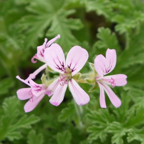 楽天市場】斑入り ローズゼラニウムの通販