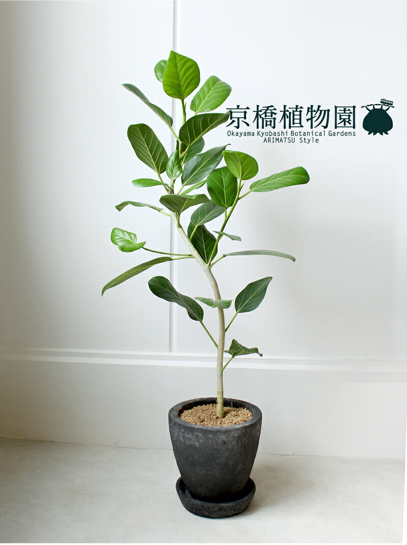 楽天市場】【エッグポット：ブラック】フィカス・ベンガレンシス