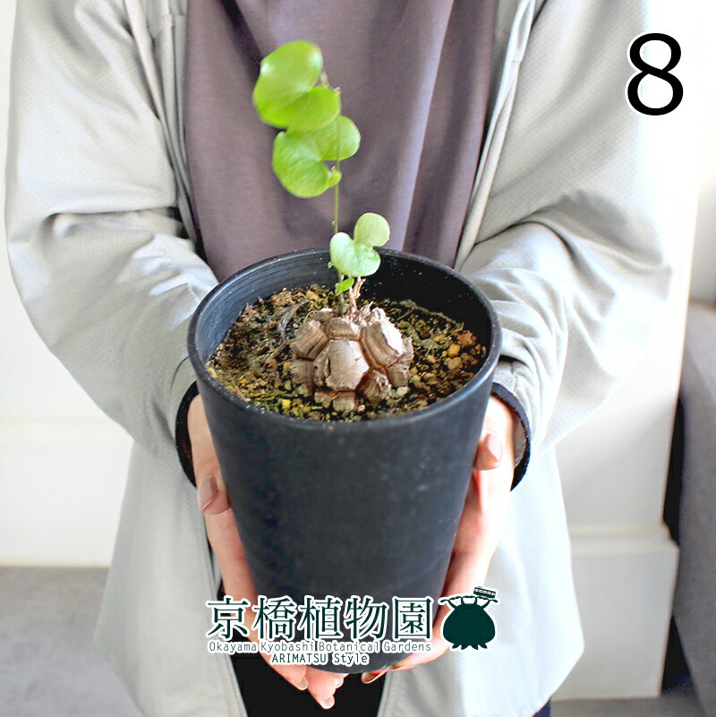 楽天市場】【1日はP7倍！】【現品】アフリカ亀甲竜 4号（5〜8