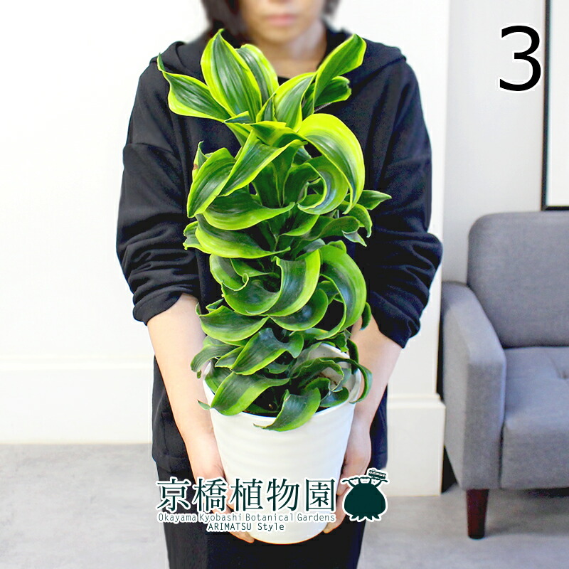 楽天市場】【1日はP7倍！】【現品】ドラセナ・トルネード 斑入り 6号