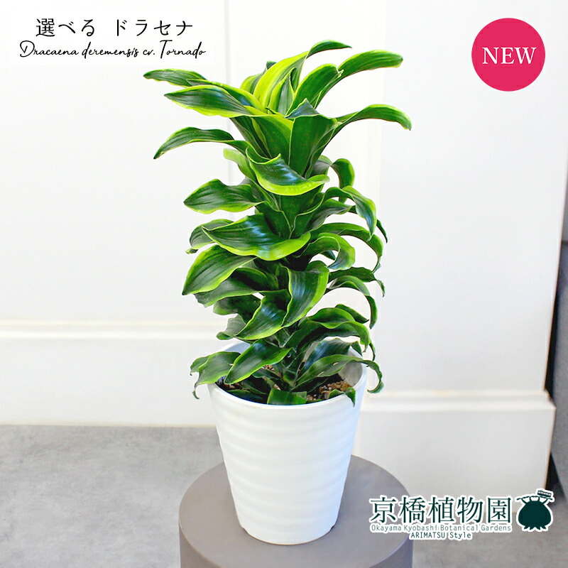楽天市場】【1日はP7倍！】【現品】ドラセナ・トルネード 斑入り 6号