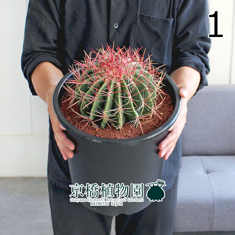 楽天市場】【現品】サボテン 赤鳳（セキホウ） 8号 黒鉢【選べる観葉