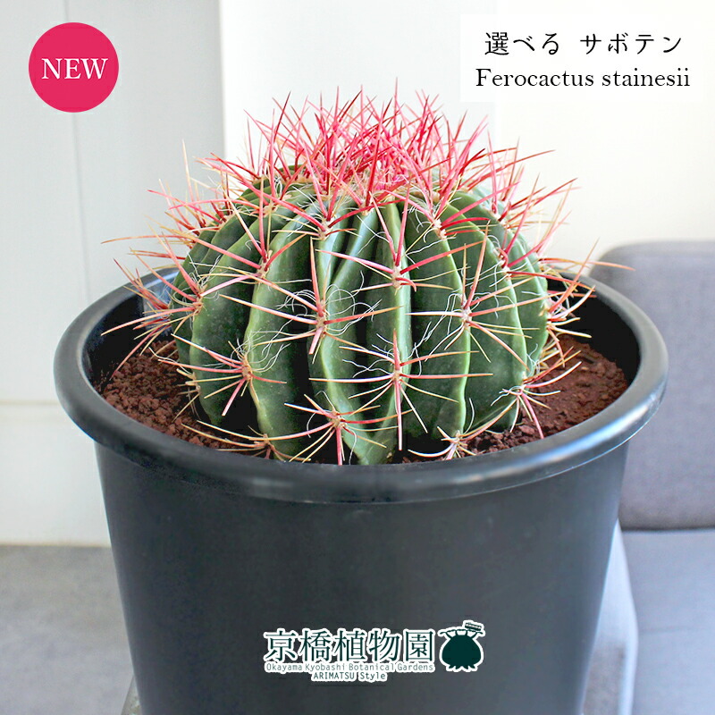 楽天市場】【現品】サボテン 赤鳳（セキホウ） 8号 黒鉢【選べる観葉