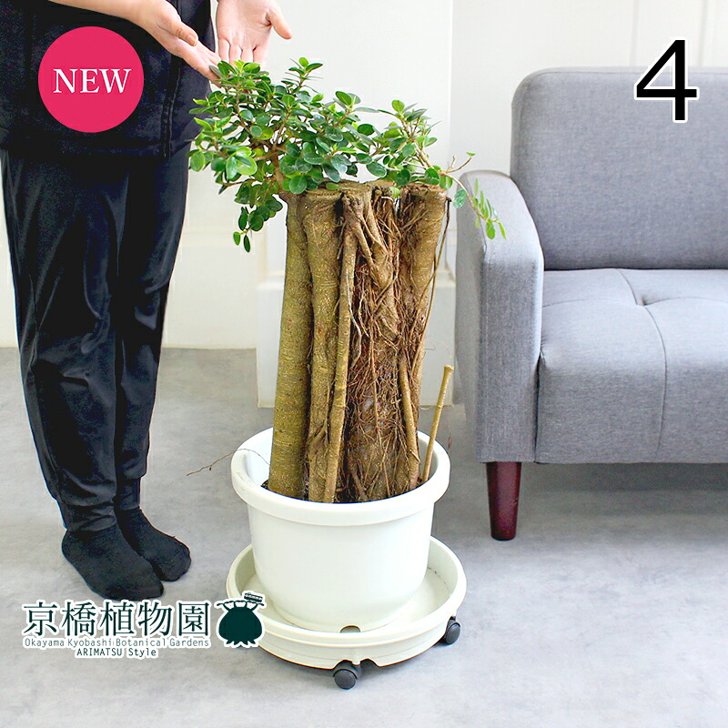 観葉植物 10号 ガジュマル」の人気商品一覧 | 安い商品を通販サイト