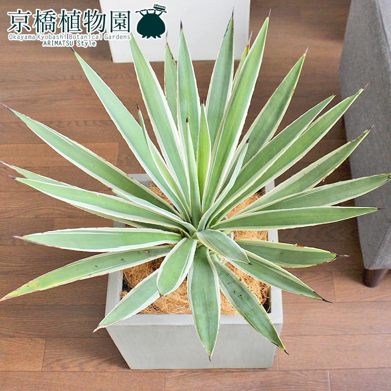 楽天市場】アガベ 白閃光（ハクセンコウ）【大型】 : 花のアリマツ楽天