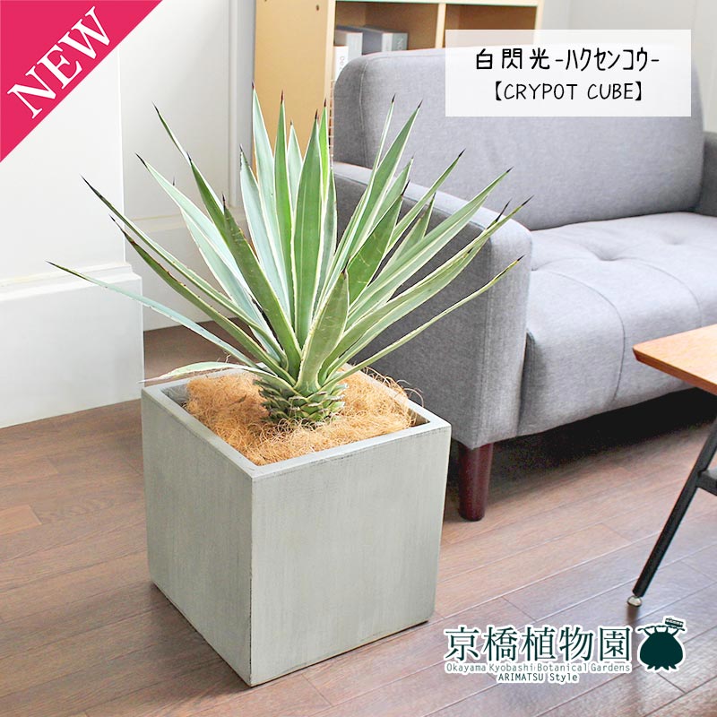 楽天市場】アガベ 白閃光（ハクセンコウ）【大型】 : 花のアリマツ楽天