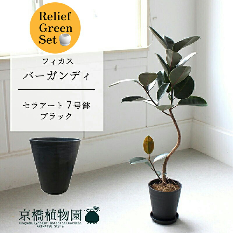 フィカス バーガンディ」の人気商品一覧 | 安い商品を通販サイトから