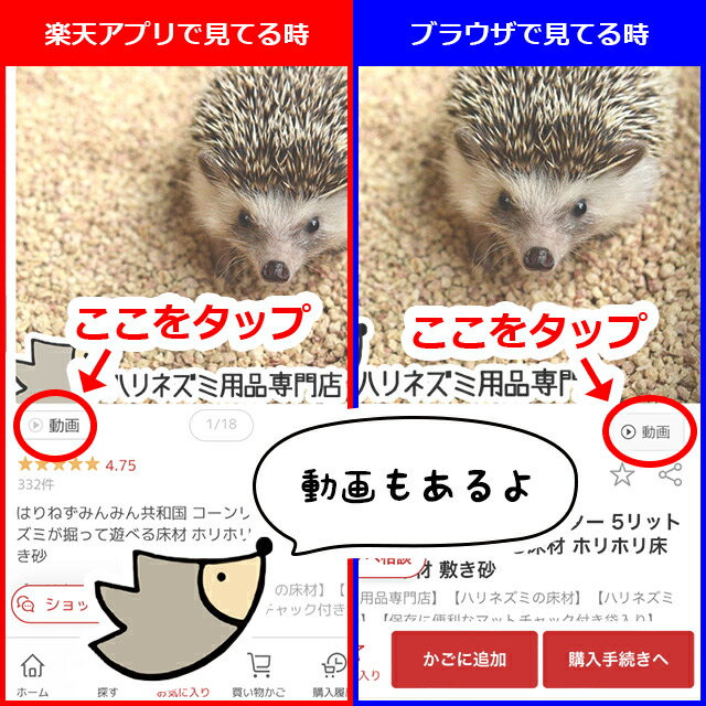 楽天市場】【スーパーSALE特別価格】はりねずみんみん共和国 しわしわ