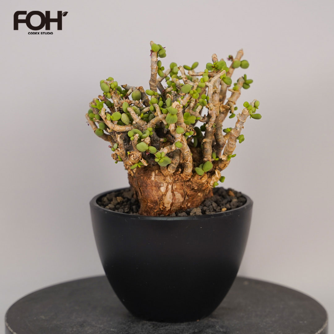 楽天市場】ピグマエア（観葉植物｜花・観葉植物）：花・ガーデン・DIY