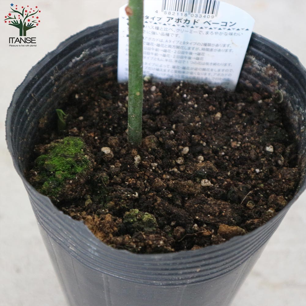 楽天市場】【送料無料】アボカドの苗木品種：ベーコン ( Bタイプ