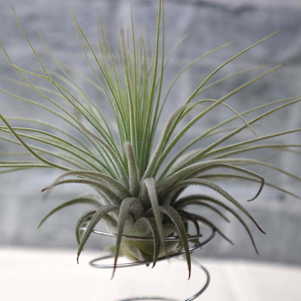 塚*龍様 ティランジア エアプランツ 【100個〜まとめ売り】 エア