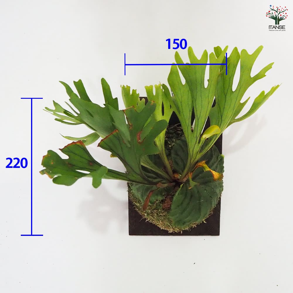 楽天市場】【送料無料】コウモリラン リドレイ ワイルド板付き 【 観葉