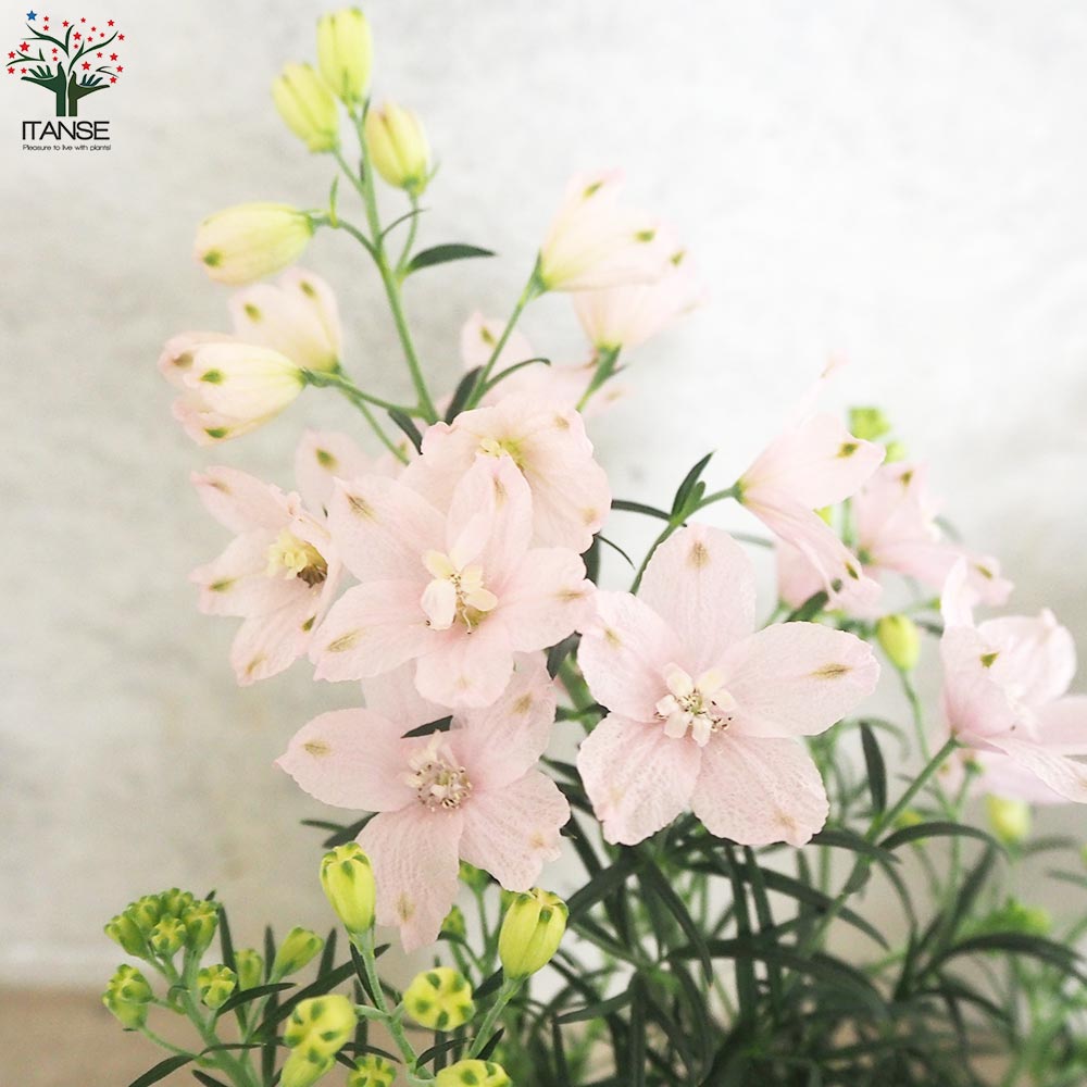 楽天市場】【送料無料】デルフィニウム さくらひめ 花苗 4号ポット