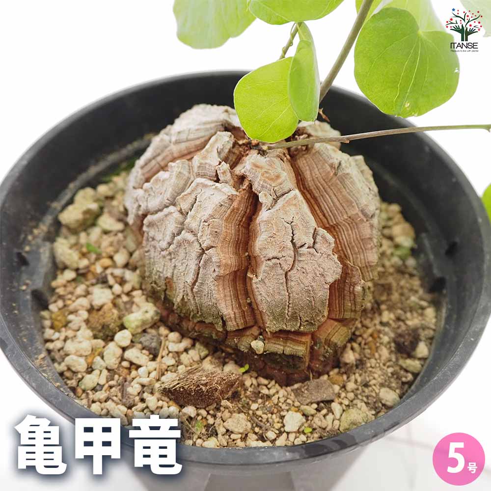 楽天市場】【送料無料】亀甲竜 ( きっこうりゅう ) 多肉植物 5号 1個