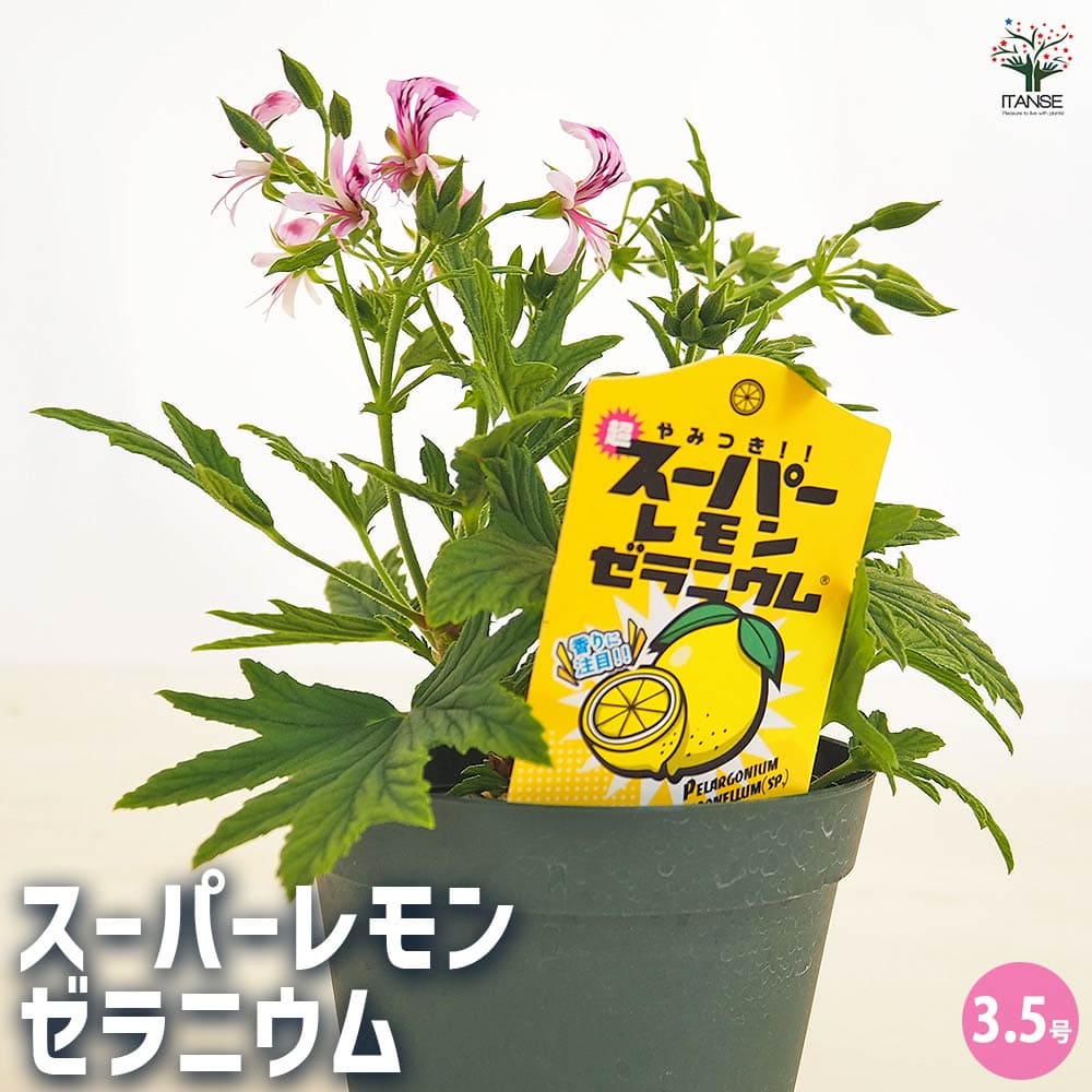 楽天市場】【送料無料】スーパーレモンゼラニウム 【 ハーブの苗 3.5号
