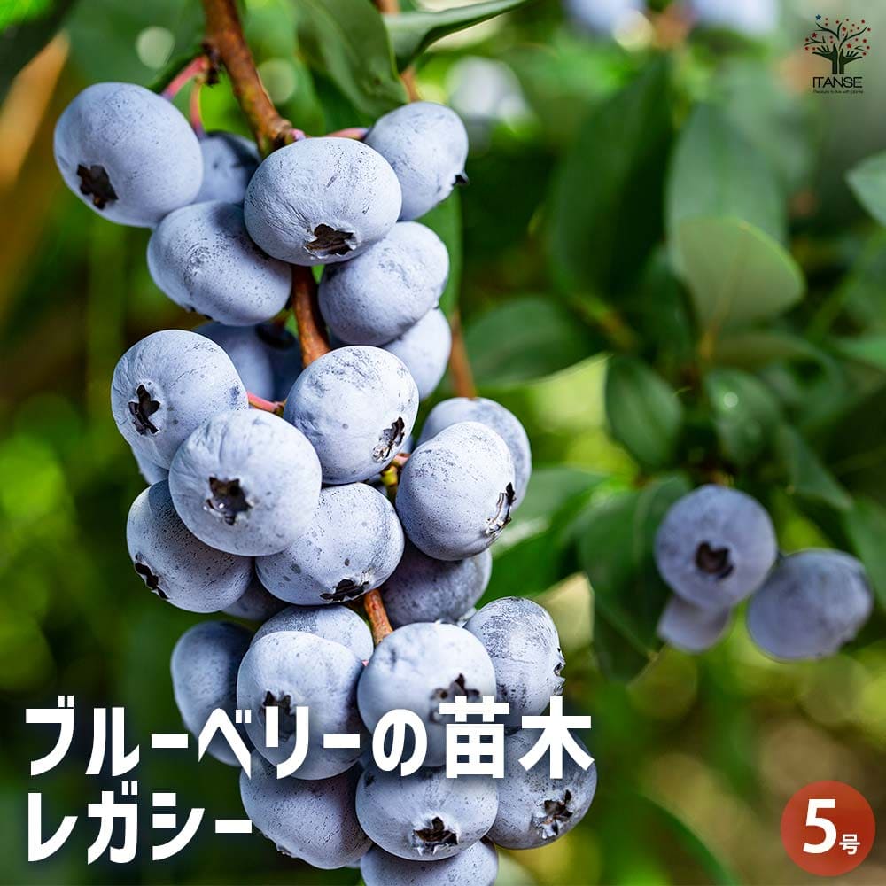 楽天市場】ブルーベリー 苗 【レガシー（ノーザンハイブッシュ系