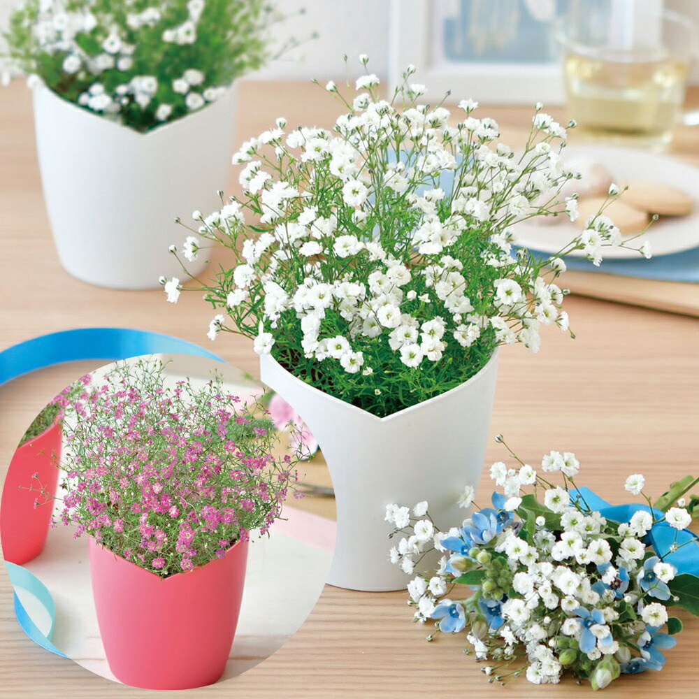 楽天市場】【送料無料】ふんわり かすみ草 栽培セット GD-1021 園芸