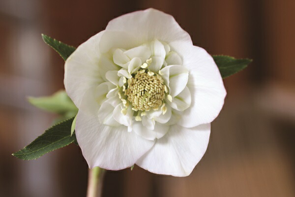 苗 クリスマスローズ セミダブル」の人気商品一覧 | 安い商品を通販