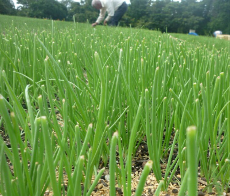 楽天市場】【予約商品】淡路島産たまねぎ苗中生品種タ−ザン ＃玉ねぎ