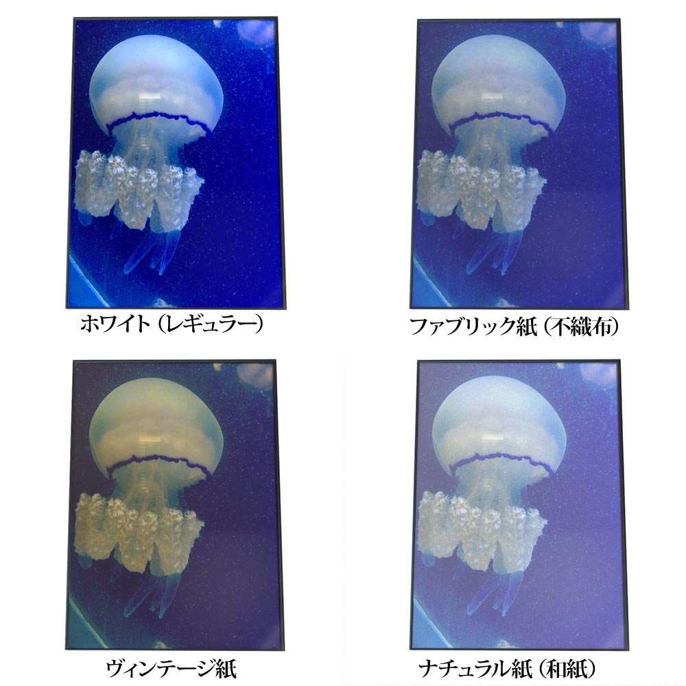 楽天市場】クラゲ くらげ ジェリーフィッシュ ポスター 海の生き物