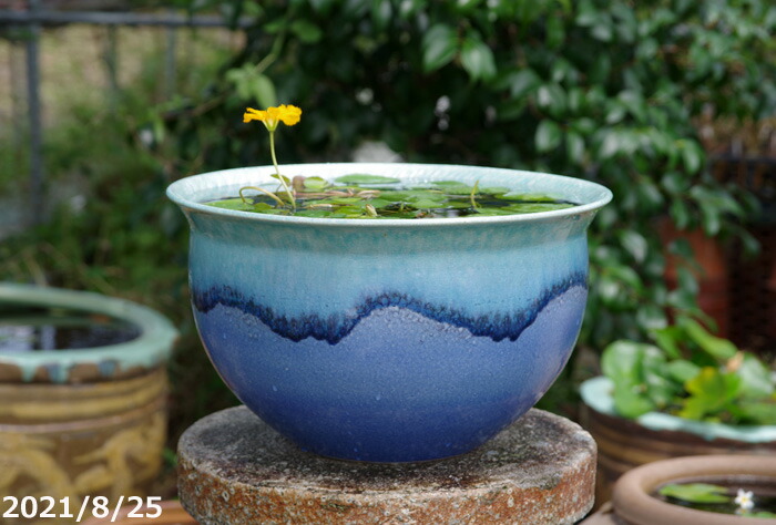 楽天市場】信楽焼 睡蓮鉢 陶器 青ビードロ トチリ水鉢 11号（外径34cm