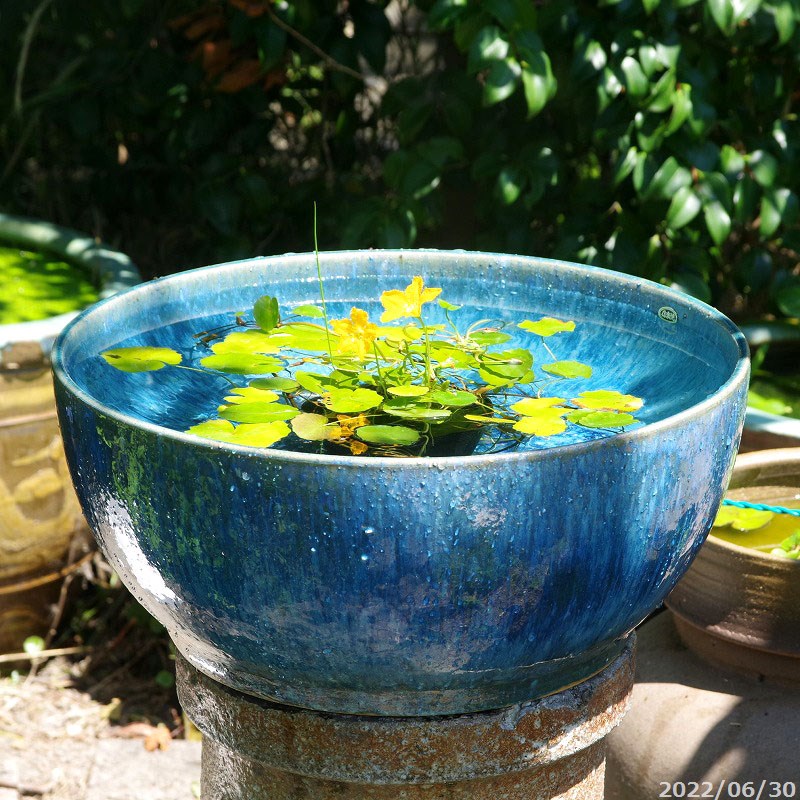 楽天市場】信楽焼 睡蓮鉢 陶器 大型 選べる 手づくり ブルーガラス水鉢
