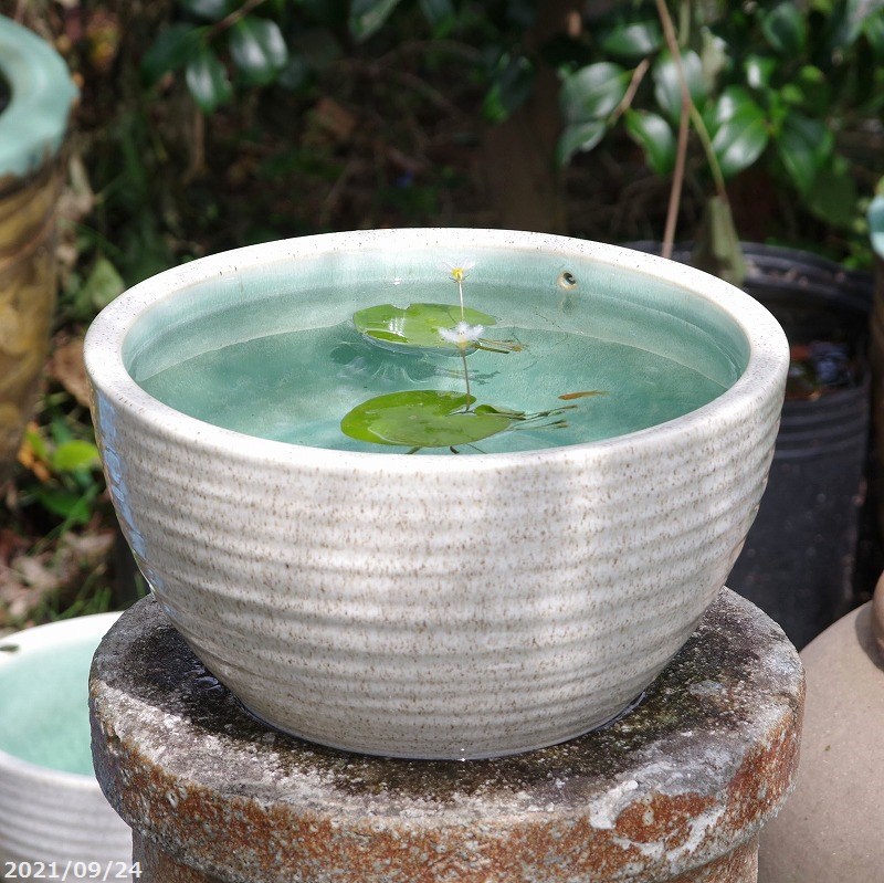 楽天市場】【あす楽対応】 信楽焼 睡蓮鉢 陶器 白ボール 10号（水