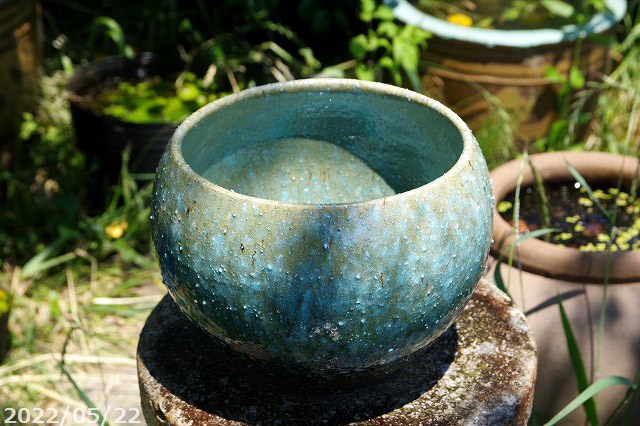 新品 特大51x49 陶器睡蓮鉢 メダカ鉢 難有 エメラルドグリーン 緑黒LBK