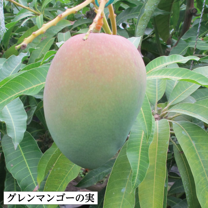 楽天市場】☆レア品種入荷☆【グレンマンゴー苗木1本 3〜4年生 6号