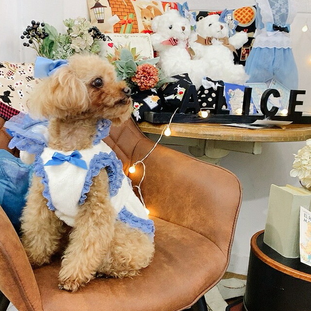 楽天市場】犬服冬物 ドッグウェア ワンピース 秋冬 【きゃんナナ