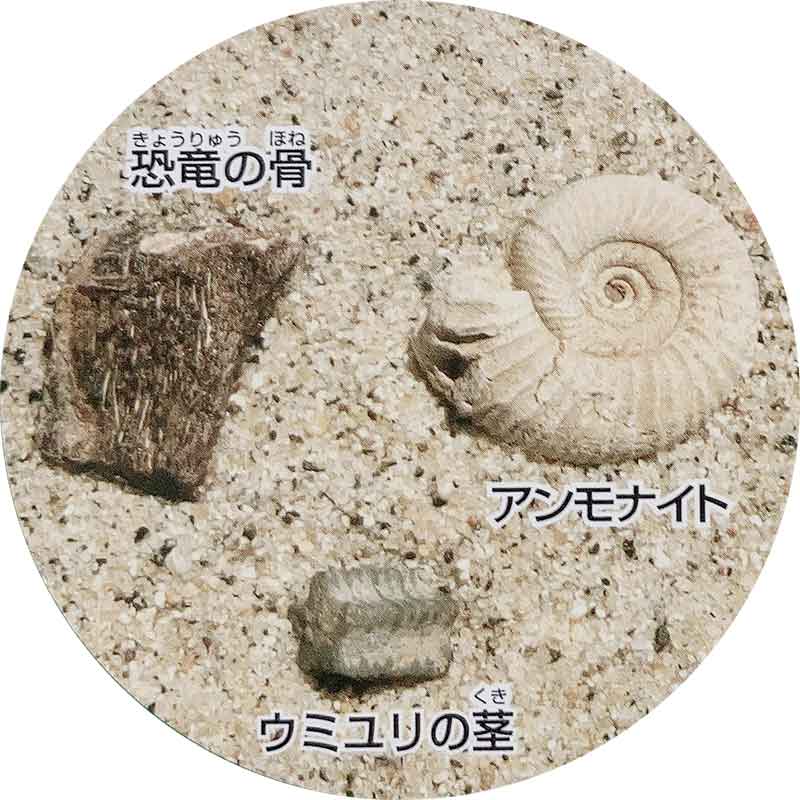 楽天市場】化石発掘クリーニングセット 古生代編 中生代編 新生代編