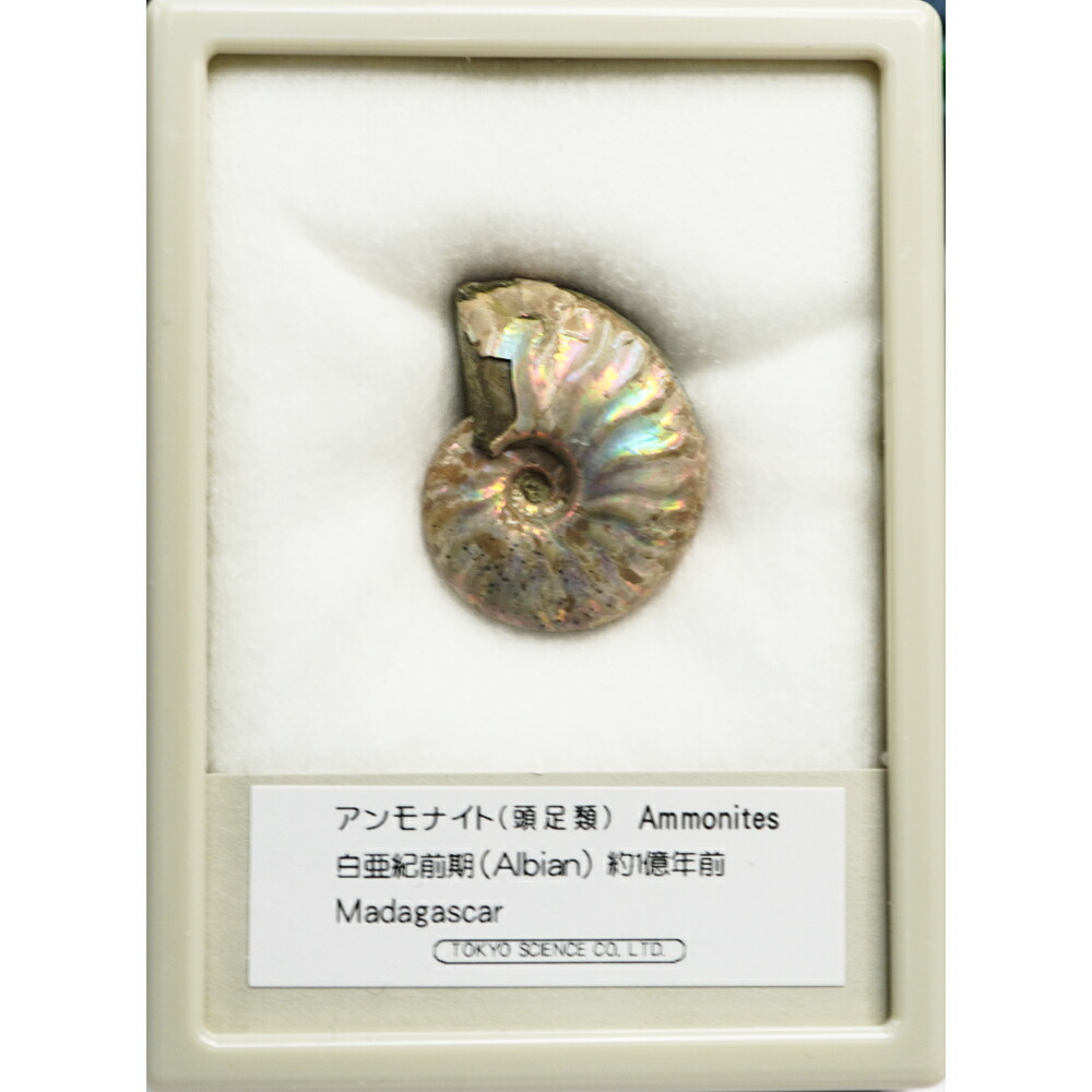 楽天市場】アンモナイト レインボー ケース入り マダガスカル Sサイズ