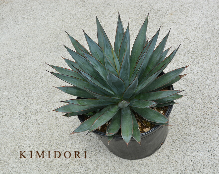 楽天市場】アガベ ブルーグロー リュウゼツラン ロックガーデン ドライ