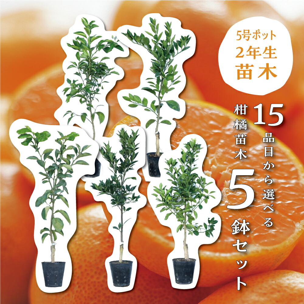 大人気企画！「せとか4年生」＆「石地苗木3年生」セット販売品