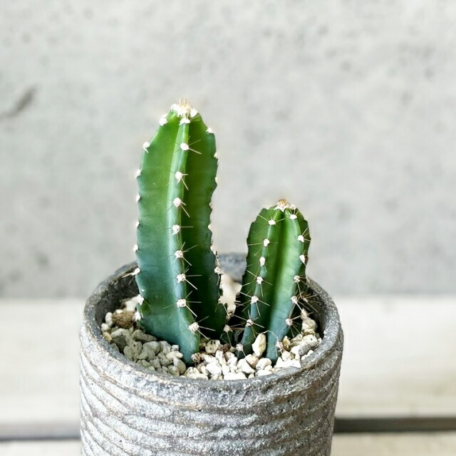 楽天市場】多肉植物【セレウス属】ハシラサボテン ヤマカル柱3.5号