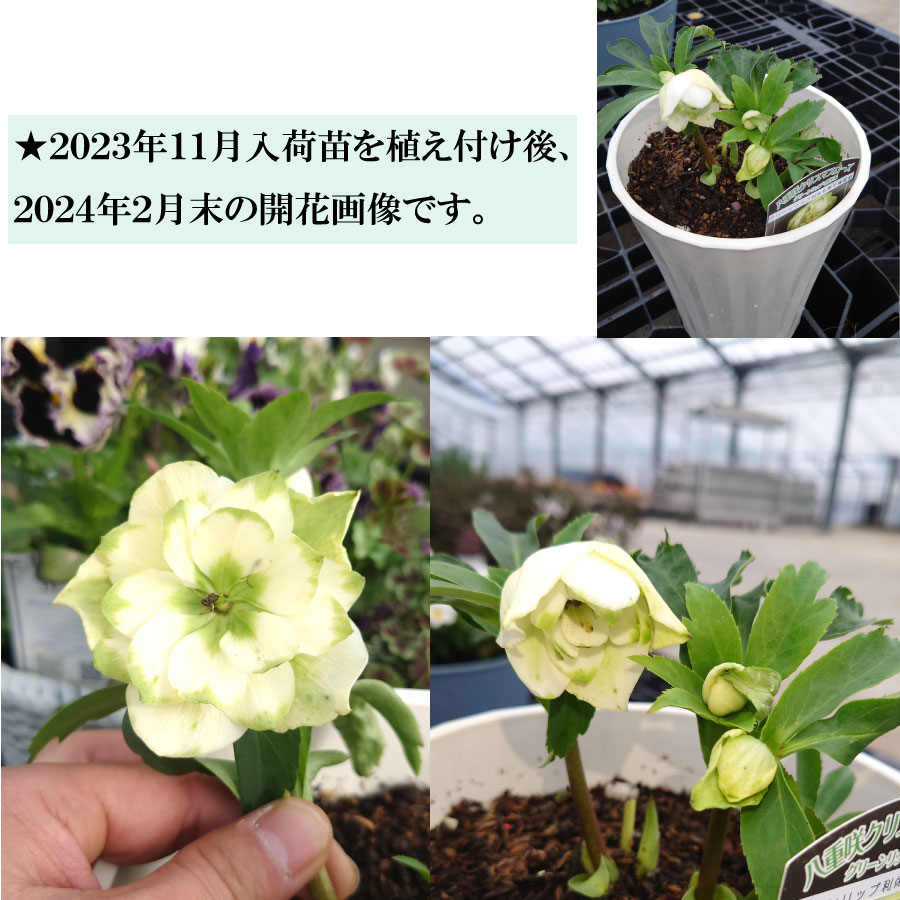 楽天市場】クリスマスローズ 利休系苗 グリーンリップ 曽田園芸 開花