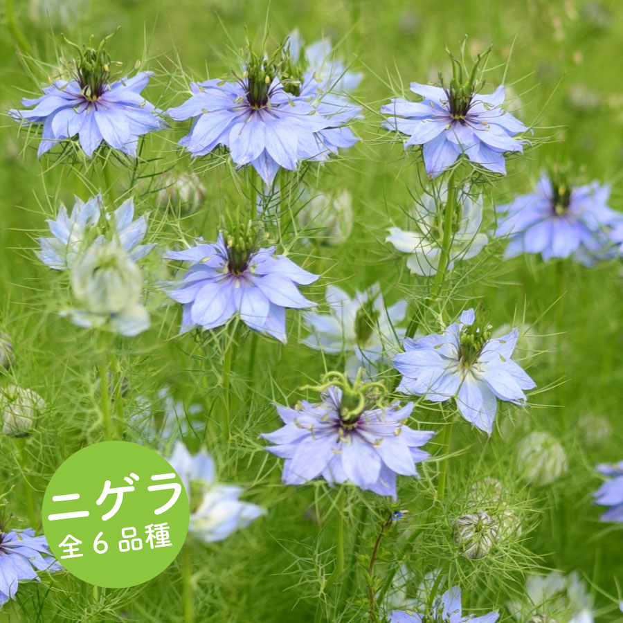楽天市場】ニゲラ 3.5号苗 6種類 ブルー グリーンポット ローズ ブルー
