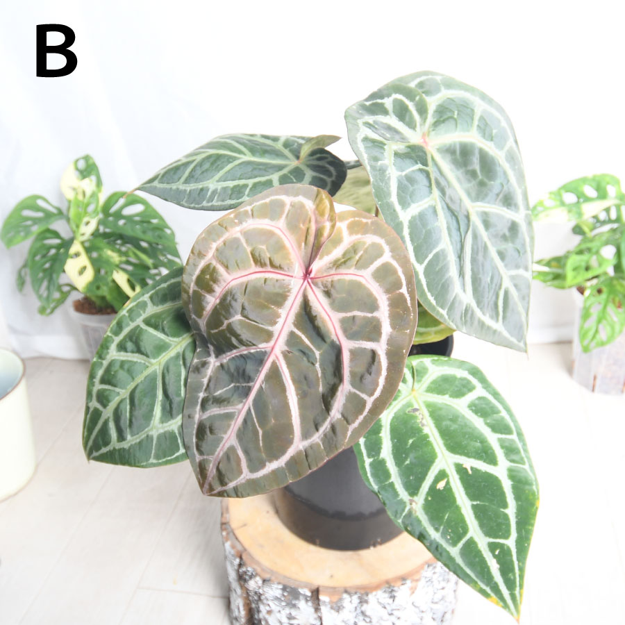 楽天市場】超人気！ 希少！ アンスリウム ミシェル 【現品2点限り】7