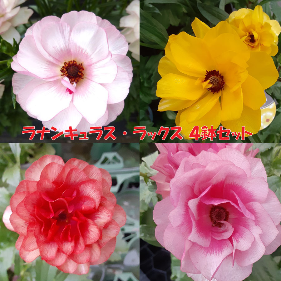 楽天市場】ラナンキュラス ラックス おまかせ4鉢セット 4.5号鉢 今期