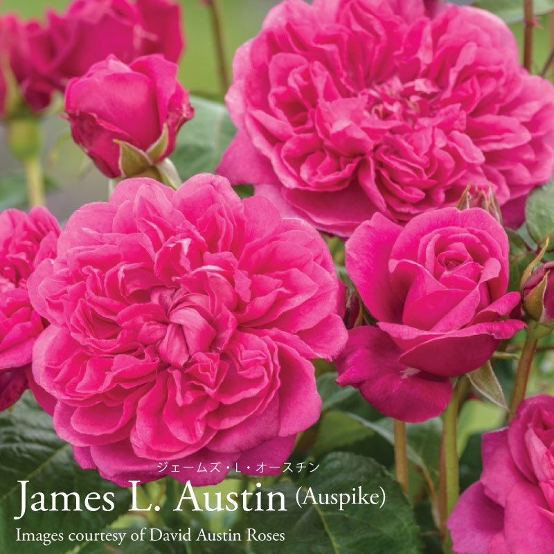 楽天市場】バラ苗 イングリッシュローズ大苗 ジェームズ・L