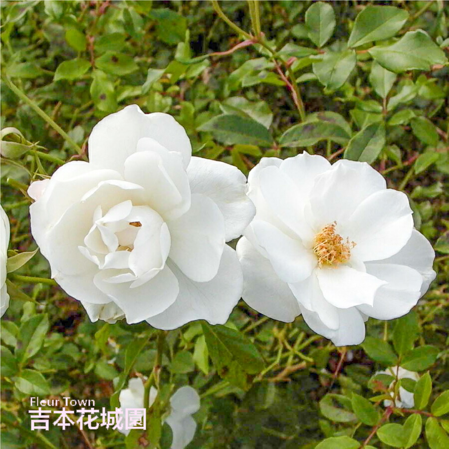 楽天市場】バラ苗 つるアイスバーグ の枝変わり つるバラ クライミング