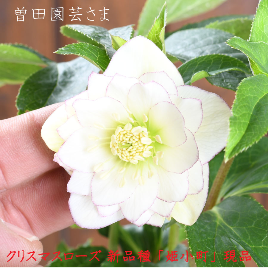 楽天市場】クリスマスローズ 小輪多花の通販