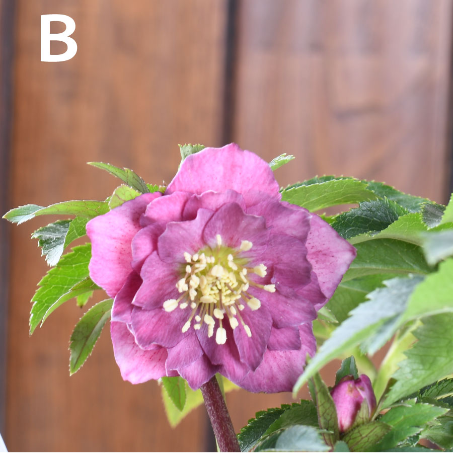 クリスマスローズ 絞り認定 鉄人06 クリスマスローズ開花株 SS両面絞り