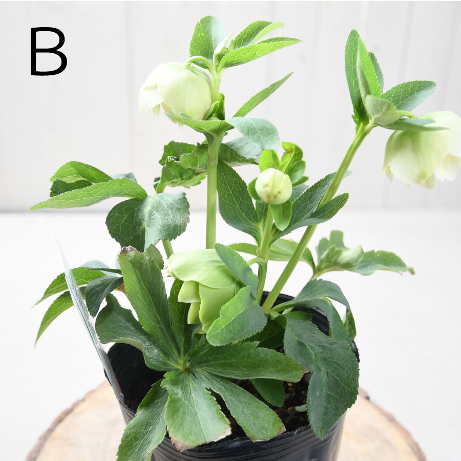 クリスマスローズ 認定きらめきフレグランス 【公式通販】