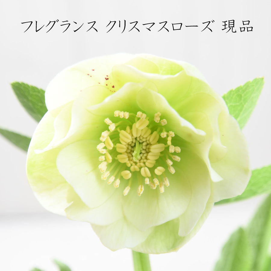 楽天市場】フレグランス クリスマスローズ 芳香性 【現品販売】 曽田