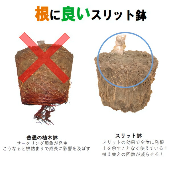 楽天市場】6号スリット鉢(ロングタイプ) 135個入りケース販売 ※代引