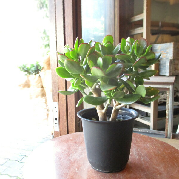 楽天市場】現在花芽付きです お金のなる木 花月 成金草 4号鉢サイズ