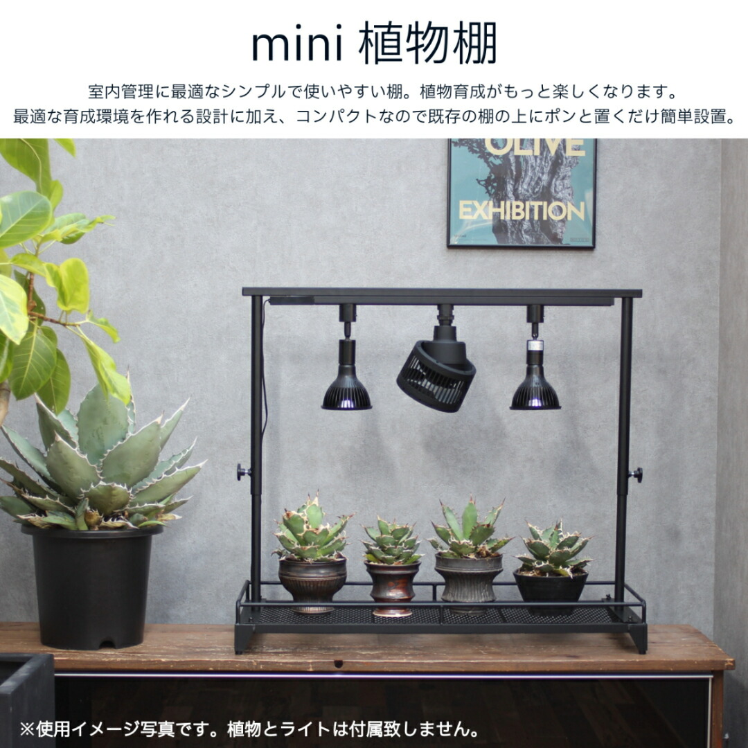 楽天市場】mini植物棚 植物棚 アガベ 塊根植物 観葉植物 アイアン